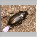 Amara spreta - Laufkaefer 01b 7mm Sandkuhle.jpg